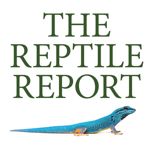 29 reactions | Check out the amazing color and contrast on this blackhead lavender batman ball python at Kinova! 🤩🧡🤍TRR is made possible by RodentPro.com  #ballpython #pythonregius #royalpython #python #snake #reptile | The Reptile Report | Facebook