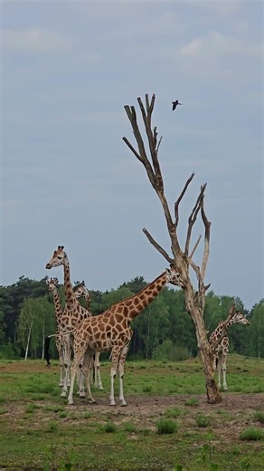 Giraffe at the Beekse Bergen #beeksebergen #giraffe #giraf #zoo