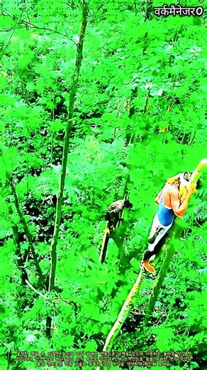 정글 속 고공 나무 이동 기술 #worker #process #jungle #climbing #skill
