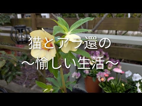 【vlog】#126 早春の庭をリフレッシュ&ガーデンツアー