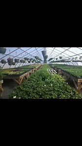 Getting ready for the Season... | The Lazy Moose Garden Market