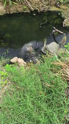 # TORTOISE.... jumping... 😀... Water.... 👌👍🌱