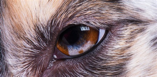Why so many animals have a third eyelid, including our pets – yet humans don’t