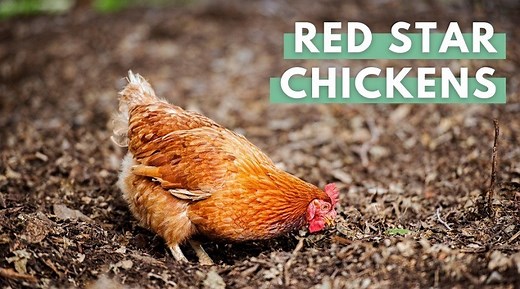 Red Star Chicken Breed Guide: All You Need To Know