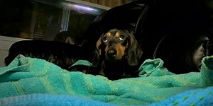 GRAPHIC: Owner speaks out after surveillance video captures his dog being beaten