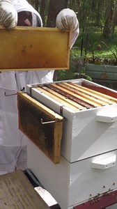 How Fast Can Bees Fill a Hive with Honey?