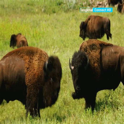 83K views · 1.2K reactions | The Undisputed - Boyka - old bull enters the ring | Tangkhul Connect | Facebook