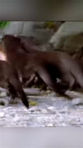 Giant River Otter, The River Killer🦦 #reels | Wild Facts