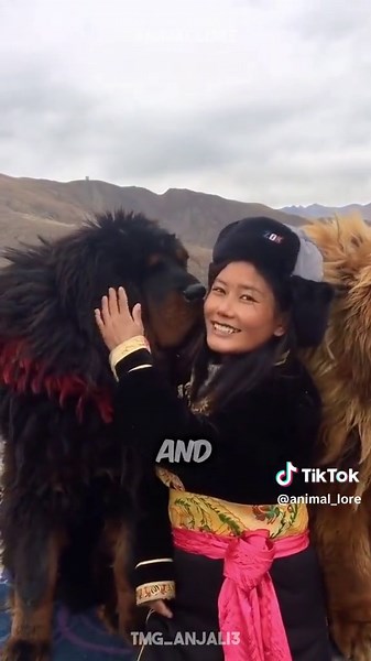 Discover Tibetan Mastiff 🐶 a very cute pet breed 😍 | tibetan mastiff