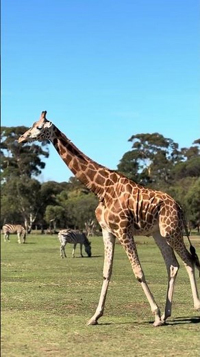 Welcome to werribee open range zoo #melbourne #thingstodo #trending #viral #zoo #werribee #travel