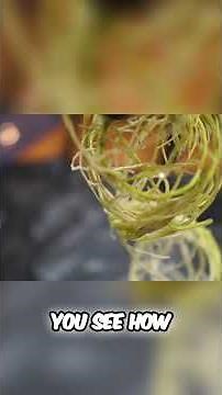 Healthy Roots: Step-by-Step Guide with Rooting Powder