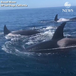 Breathtaking video captures rare sighting of pod of killer whales off the coast of San Diego. http://abcn.ws/2yguqEZ | ABC News