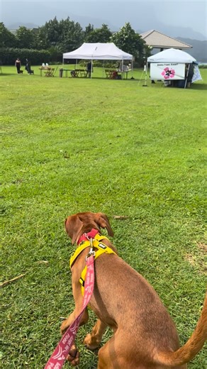 It was a rainy afternoon but the dogs didn’t care! 🌦️ Mahalo to @1hotel.hanaleibay and @kauaimadeofficial for helping to make this adoption event successful in such a beautiful place! We were thrilled to leave with less animals than we arrived with- thanks to the open hearts that stopped by to say hello and to those who chose to foster and adopt! Making a dog’s day makes ours too 💕 We appreciate your partnership in helping us to connect Kaua'i’s shelter animals with their forever homes and we 
