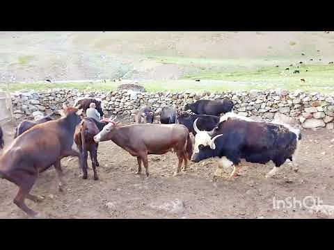 Biggest powerful Yak cross very heat Cow 🐄 ||Yak vs cow||