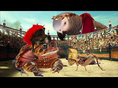 A Toad Colosseum for Emperor Apollo