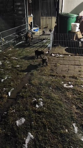 Draussen sein ist gar nicht schlimm, wenn man einen coolen Spielplatz hat 🙏 Auch wenn es kalt ist. Die Zwerge sind jetzt tagsüber draussen und haben den beheizten Schlafraum und den Zwinger zur freien Verfügung. Nach dem Essen geht es noch ein bisschen in den Auslauf ❤️ Alles wird mutig erkundet und ausprobiert ❤️ #suedheidexherder #dutchshepherd #xherder #holländischerschäferhund #hollandseherder | Südheide X-Herder