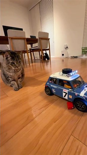 My cat’s toy? Wait it’s mine! #car #rccar #toy #cat #tamiya #hobby