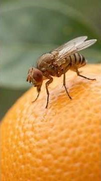 Fruit Fly Life Cycle | Egg to Adult 🪰#FruitFly #LifeCycle #Insects #Agriculture #AgriNovaAcademy