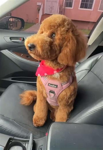 Bath haircut 🎀 Ellie is now 6 months #goldendoodlesoftiktok #goldendoodle