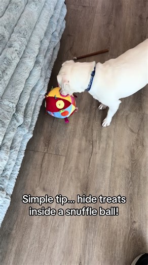 Simple tip… hide a few treats inside a snuffle ball. It keeps your dog busy, encourages natural sniffing, and gives them mental stimulation in just a few minutes. #dogtips #dogenrichment #snuffleball #dogtrainingtips #mentalstimulation