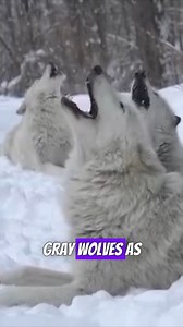 Grey wolves are terrifying. | Myanimality