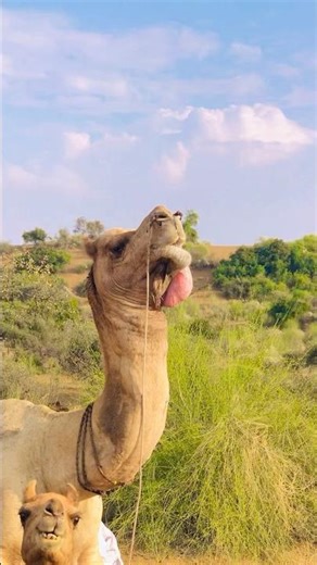 Funny Camel Sound #shorts