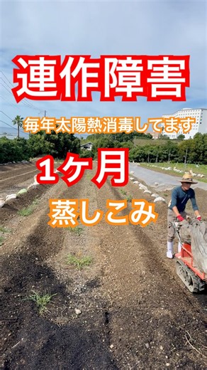 【連作障害】毎年連作障害起きないように太陽熱消毒してます！1ヶ月蒸しこみます！#農業 #農家 #連作障害 #対策 #shorts