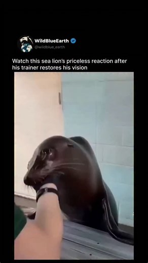 WildBlueEarth on Instagram: "Sea lions are marine mammals with visible ear flaps and the ability to walk on land using all four flippers. They belong to the eared seal family, which sets them apart from true seals that can only wriggle on beaches. Their bodies are covered in short, thick fur over insulating blubber, and their back flippers rotate forward to support their weight on rocks and piers. Most species live along Pacific Ocean coastlines, from cold subarctic waters down to tropical regio