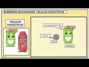 03. Defensive barriers: primary and secondary