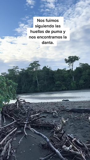 Swimming Tapir Encounter in Tranquil River Setting
