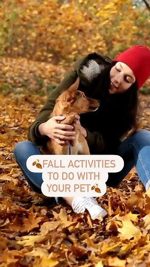 Don’t let the fall season slip away without taking part in some fall activities with your pet! Here are a few of our favorites.🍂🎃 Which activity is at the top of your pet’s list? Tater said “Movie night.”🐈‍⬛🍿 #drpol #drpolpets #fallactivities #fall #falldog #petstagram | Dr. Pol Pets