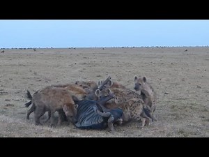 Hyenas clan eating alive buffalo | brutal wild hunt