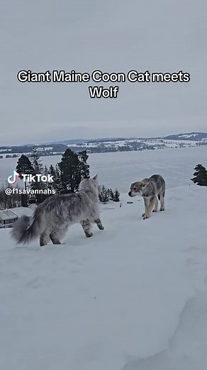 Giant Maine Coon Cat Meets Wolf