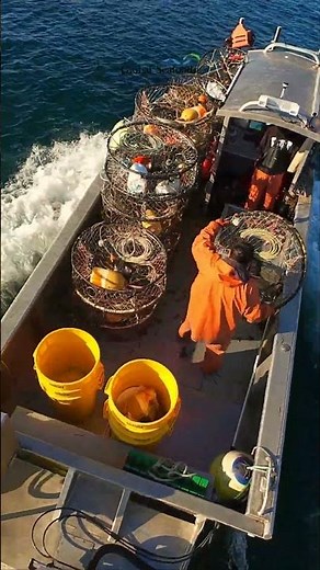 Tribal Crabbing Season in Seattle | Dungeness Crab | Puget Sound Fishing
