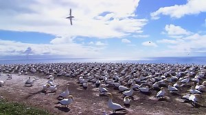 Windows示例视频《野生动物》