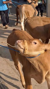 270K views · 2K reactions | Sapi lucu atraksi | Sapi bull | Facebook