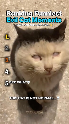 Funniest Evil Cat Moments… Wait for #1 😈 #cat #catmemes #catviralshorts