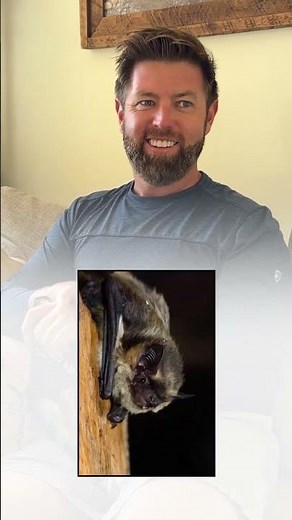 Which Animal Has The Best Hearing?