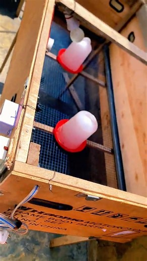 Stop les galères pour tes poussins, voici l'astuce automatique zéro mortalité !#short #youtube