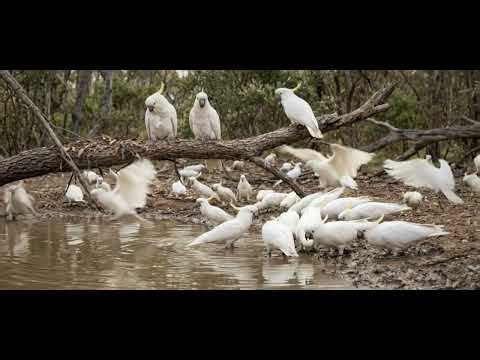 Cockatoo in the Wild 🦜 | Australian Cockatoo with Natural Bird Sounds (No Music)