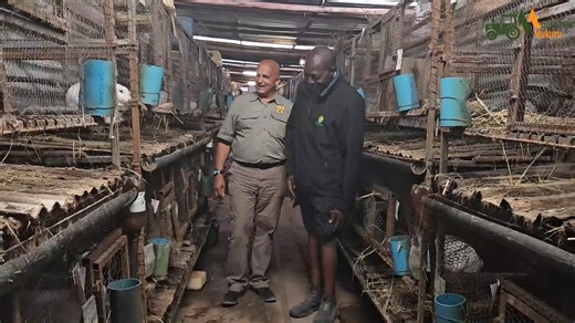 There is good cash in rabbit farming Mr Vambe uses rabbit urine as a bio-fertilizer for plants due to its high nitrogen content . He also speaks on the high demand for rabbit meat and share also great insights on the business. | Mudhumeni Mukuru