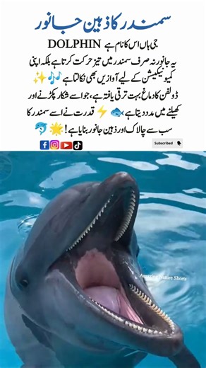 Meet the Dolphin 🐬 – The Intelligent Companion of the Ocean #Dolphin #Wildlife #AmazingNatureShorts