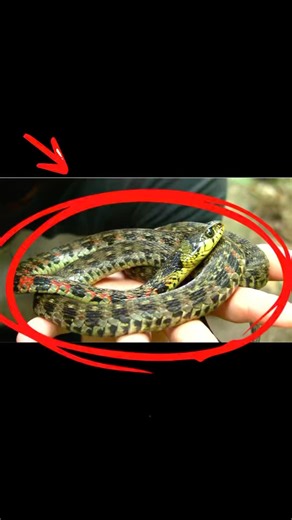 マムシじゃなくても危険
