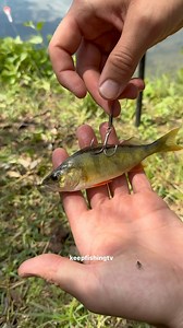 Deadbait-Angeln im Sommer auf Hecht ist eine spannende Herausforderung. Oft suche ich die Hechte 1 Meter unter der Oberfläche bis ins Mittelwasser. An heißen Sommertagen kann man beobachten, wie sie in die oberen Wasserschichten kommen. Wenn sie Lust haben, schnappen sie sich den Köder sofort. Aber wenn sie keinen Bock haben, bleiben sie einfach unten und ignorieren alles. Trotzdem lohnt es sich, verschiedene Tiefen auszuprobieren und geduldig zu sein. Manchmal braucht es nur den richtigen Momen
