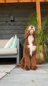 246 reactions · 22 shares | Finally! Automatic Bark Control That...