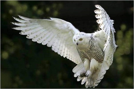 BUHO | Características, especies, hábitat y alimentación!