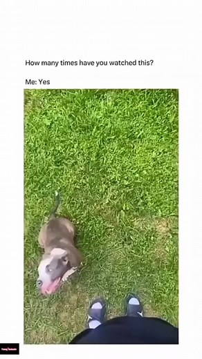 3.6K views · 211 reactions | Funny dogs compilation 藍殺… #funnydog #funnypet #cutedog #dogsoftiktok | Tails Of Hope | Facebook