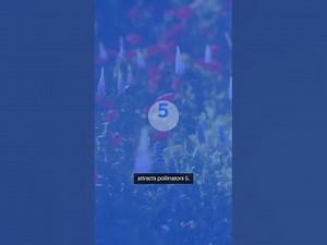 Easy Annual Flower Seed Starter Guide EasyAnnuals gardenjoy facts livegreenandloveyourgreens