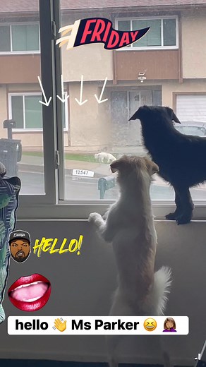 Sitting here realizing I’m in a scene from the Original Friday with Slim and Dre and the neighbors dog across the street 🤦🏽‍♀️ 😂 | Roxanne Wilson