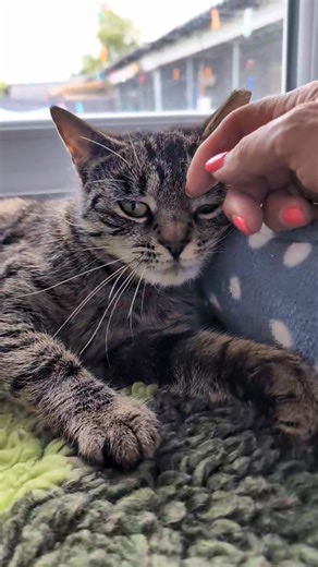 🤎HAZEL🤎 We were recently asked to help a ‘feral’ cat who had been straying for some time in one of the local areas. It was reported that she was unneutered. We brought her in and neutered her with the intention of releasing her back onto her usual rural territory as a ‘TNR’ which is often the best outcome for feral cats. She is only young and we suspect she is no older than 2 years of age. However, it was apparent that Hazel decided she quite liked us, and very quickly decided that she quite e